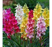 20 bulbes de Ixia en mélange | Circonférence 5/+ cm | Bulbes provenant des meilleurs producteurs néerlandais | Sélection exclusive et contrôle qualité | Floraison garantie.