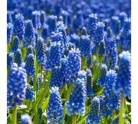 20 bulbes de Muscari armeniacum | Circonférence 7/8 cm | Bulbes provenant des meilleurs producteurs néerlandais | Sélection exclusive et contrôle qualité | Floraison garantie.