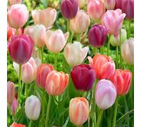 20 bulbes de Tulipes Darwin couleurs pastel en mélange | Circonférence 10/11cm | Bulbes provenant des meilleurs producteurs néerlandais | Sélection exclusive et contrôle qualité | Floraison garantie.