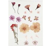 20 Fleurs séchées et pressées - Rose clair - Creotime Rose G