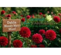 20 graines à semer - Le Grenier d'Abondance - Dahlia Bloody Mary Mixed - Dahlia variabilis