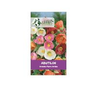 20 graines abutilon grandes fleurs mixtes - érable de salon - abutilon hybride