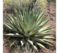 20 Graines AGAVE Chrysantha - Agave dorée - Rare - Exotique - Fleur Jardin Plante - 255