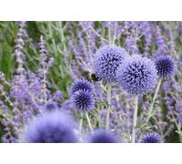 20 Graines d’Échinops ritro - Globe Thistle Blue - Chardon Boule Bleu Acier - Fleur Jardin - 350