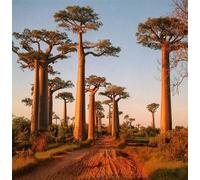 20 graines de baobab