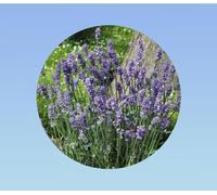 20 Graines de bourrache officinale - Fleurs comestibles et mellifères - facile à cultiver