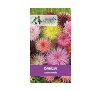 20 graines de dahlia cactus double mixte, grandes fleurs hérissées aux couleurs variées