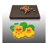 20 graines de Fleurs à semer - Le Grenier d'Abondance - CAPUCINE De Lobb - Tropaeolum majus