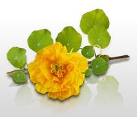 20 Graines De Fleurs À Semer - Le Grenier D'abondance - Capucine Double - Tropaeolum Majus