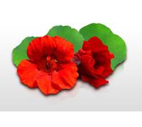 20 graines de Fleurs à semer - Le Grenier d'Abondance - CAPUCINE Impératrice des Indes - Tropaeolum minus