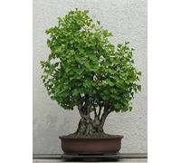 20 graines de Ginkgo biloba