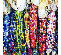 20 graines de maïs arc-en-doux, les céréales à grains de maïs de semence de légumes colorés, 95% + germination, légumes de haute qualité pour le jardin de la maison