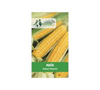 20 graines de maïs doux pop corn dobosz, variété ancienne productive et savoureuse, semences de jardin potager