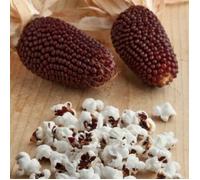 20 Graines de Maïs Fraise Acajou - culture jardin légumes ancien - méthode BIO