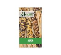 20 graines de Maïs multicolore - mais arc en ciel - saveur sucré