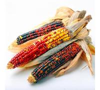 20 Graines de Maïs ornemental Amero - SemiSauvage Permaculture