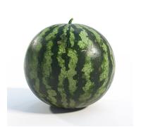 20 Graines de Pastèque Sugar Baby - SemiSauvage Permaculture