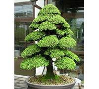 20 Graines de Pin Cryptomeria Japonica (Cèdre du Japon)