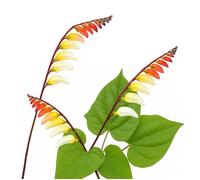 20 Graines de Plume d'Indien (Ipomoea versicolor quamoclit lobata) - SemiSauvage Permaculture - graines reproductibles