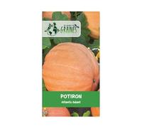 20 graines de potiron atlantic géant - gros fuit 30 à 100 kilos - courge - récolte abondante