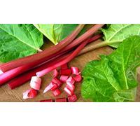20 Graines de Rhubarbe - vivace jardin potager - semences paysannes reproductibles - SemiSauvage
