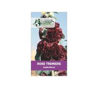 20 Graines de Rose Trémière Double Marron- chocolat - Charter's - double fleurs - Alcea rosea