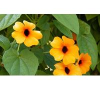 20 Graines De Suzanne Aux Yeux Noirs