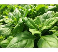 20 Graines de Tétragone Cornue