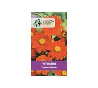 20 Graines de Tithonia - 'Tithonia rotundifolia' - Le tournesol mexicain, une fleur facile à cultiver aux couleurs flamboyantes