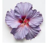 20 Graines d'Hibiscus Syriacus - SemiSauvage Permaculture