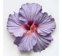 20 Graines d'Hibiscus Syriacus - SemiSauvage Permaculture