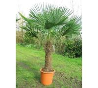 20 Graines - Palmier de Chine - Trachycarpus fortunei - Palmier de Chusan - Arbre Jardin - 258
