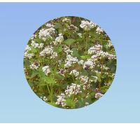 20 graines sarrasin lileja - fleurs - Engrais vert -Lutte contre les mauvaises herbes