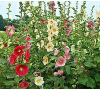 20 Graines semence rose tremiere coloris mélangé rouge, blanc, rose potager/semences/fleurs graines certifiés
