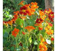 20 Graines Semences - CAPUCINE - CAPUCINE varie grande -Tropaeolum majus varié - grimpante et COMMESTIBLE - 82