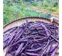 20 Graines Semences Haricot Nain - Violet - Pulple Queen - 55