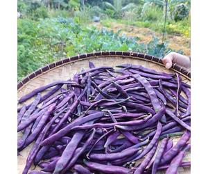 20 Graines Semences Haricot Nain - Violet - Pulple Queen - 55