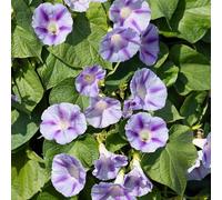 20 Graines Semences - IPOMEE - Mornin glory - Cloche blanche et violette - 200