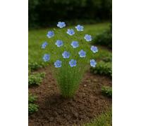 20 grammes de graines Bio à semer - Le Grenier d'Abondance - Engrais Vert Lin Bleu bio - Linum Usitatissimum