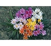 20 Lewisia Little Tutti Frutti yellow-orange, red-purple, pink-white