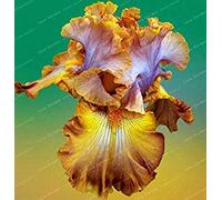 . 20 PCS Iris Fiore 24 Colori rari Iris tectorum perenne pianta Fiore per Il Giardino Domestico: 18