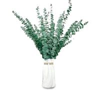 20 Pièces Eucalyptus Seches Naturel Fleurs Séchées Tiges d'Eucalyptus Véritable et conservées de 43cm, pour Composition Florale, Décoration de Mariage la Maison, 65/R16