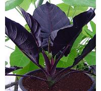 20 Seeds/Pack Allocasia Seeds Jewel of Borneo ~ Kapit ~ Alocasia Infernalis Purple Elephant Ear Sml Potted Seeds: Only Seeds