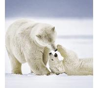 20 serviettes ours polaires animaux hiver