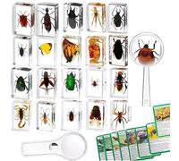 20 spécimens d'insectes en résine, Presse-papiers de Collection pour la Maternelle et la Classe de Sciences, avec loupe et Instructions pour la Carte des Insectes