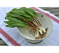 20 Wild Leek Seed,Ramp,Allium tricoccum"Best Tasting Member of The Onion Family"