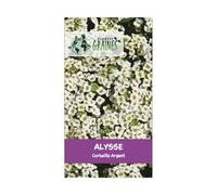 200 graines alysse maritime corbeille argent - queen lobularia maritima - tapis - fleurs rampantes