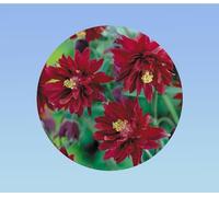 200 graines Ancolie bordeaux - AQUILEGIA vulgaris
