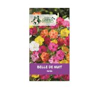 200 graines belle de nuit variée - mirabilis japala - belle de nuit variée - floraison abondante - fleur nocture - Merveille du Pérou