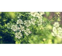 200 Graines D Anis Vert